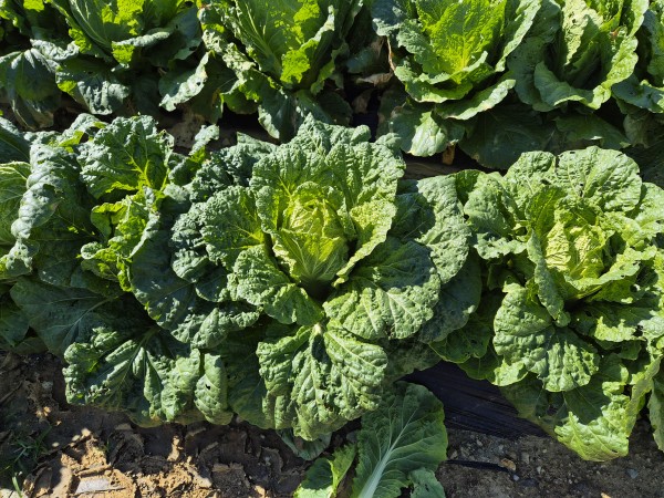 84316f10596f1efd695c64f7ad180996_1762150